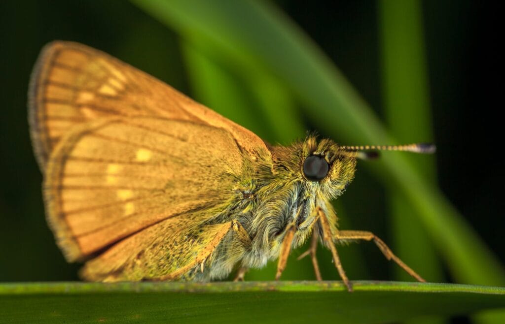 Meanings of Different Dreams About Moths