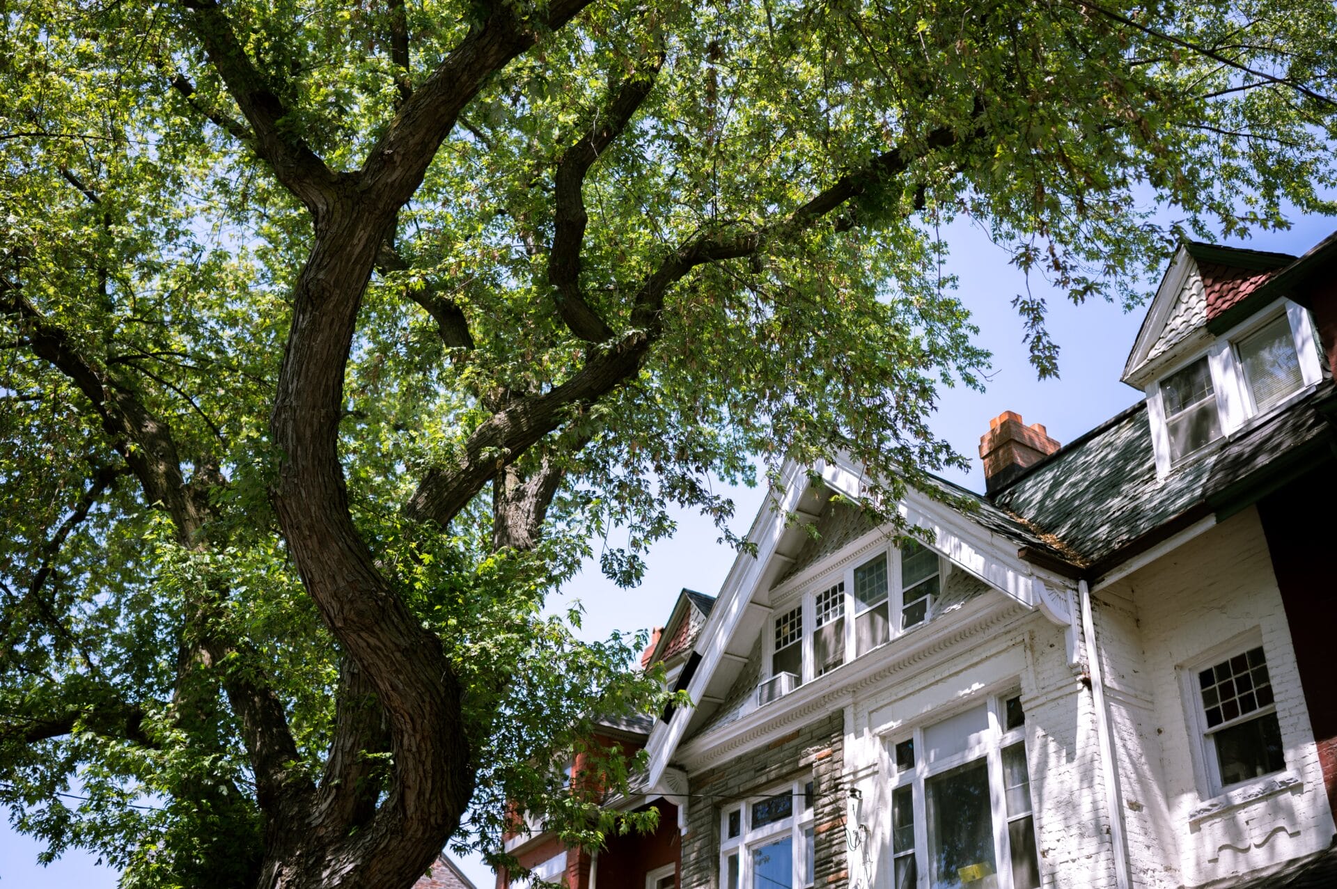 Tree Growing In House