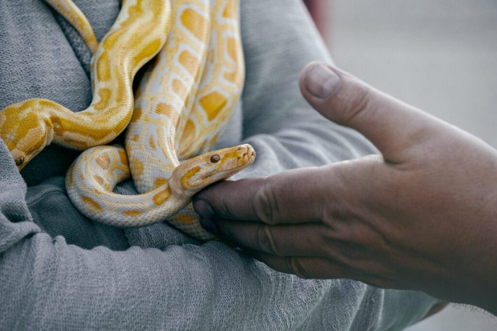 Cultural and Spiritual Interpretations of Dream About Seeing Someone Killing a Snake