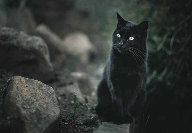 black cat in the image