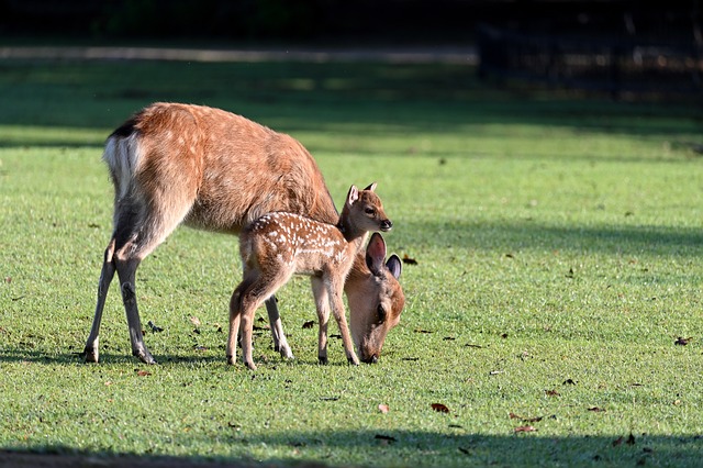 baby dear in picture with her mother