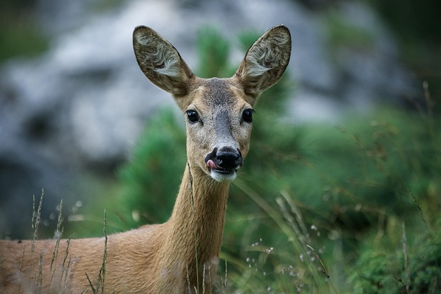 Deer in Dream Meaning Biblical, Spiritual, and Psychological Interpretations