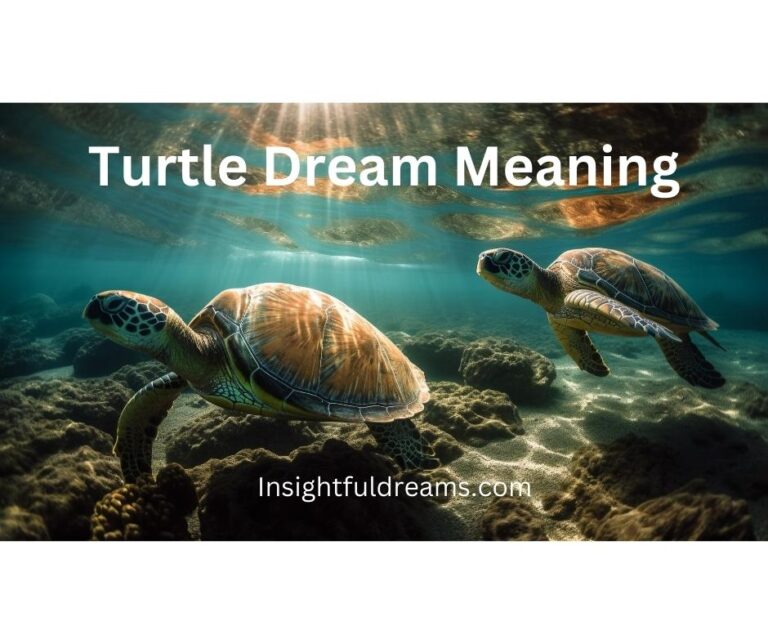 Turtle Dream Meaning